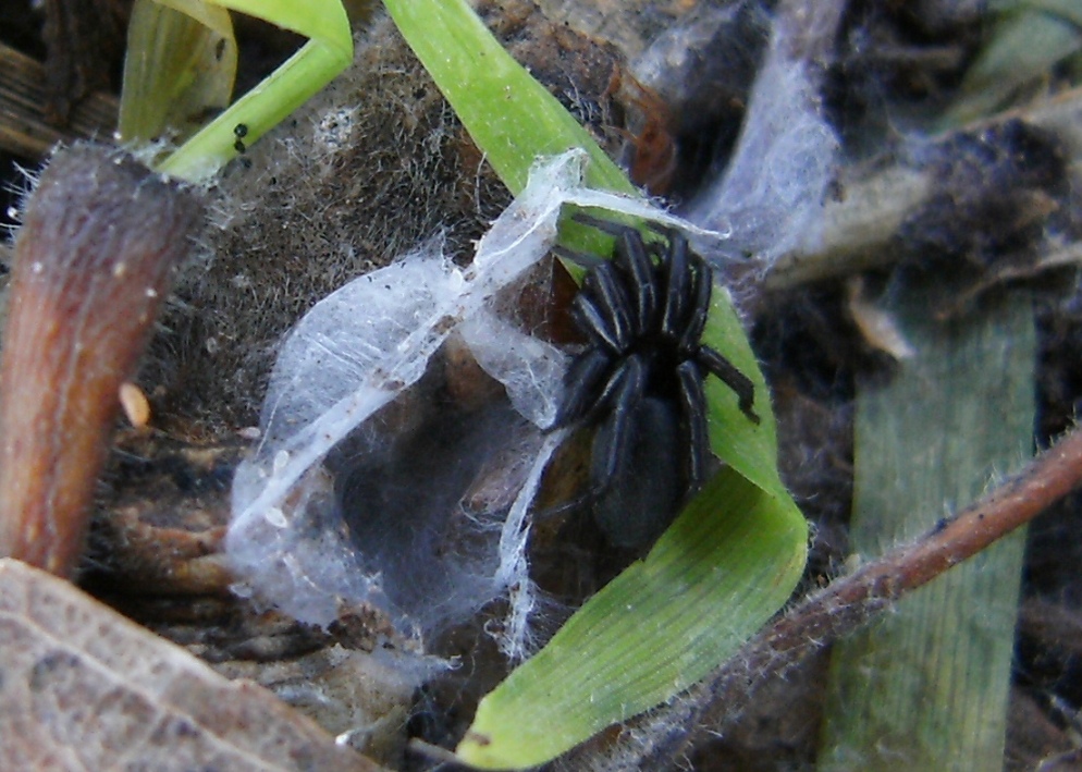 Liophrurillus flavitarsis (Corinnidae)